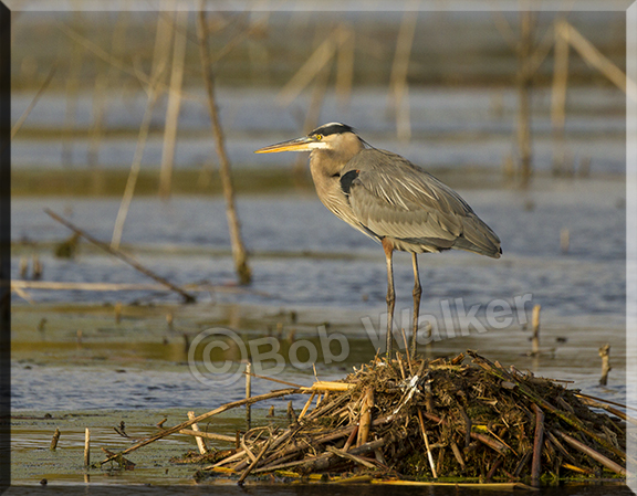 Vigilent Blue Heron 
