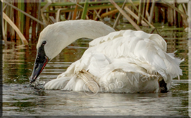 Closeup Of A Trumpeter Swan 
