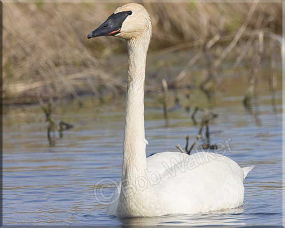 Trumpeter Swan 