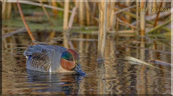 Green-winged Teal Searching For Food