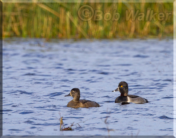 A Pair Of Ring-necked Ducks 