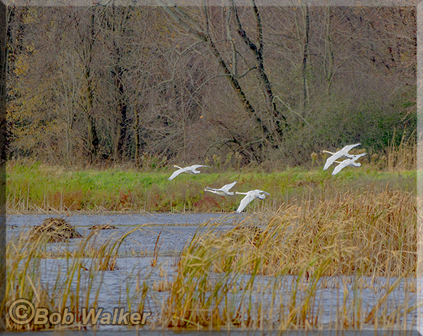 Trumpeter Swans Coming In For A Landing Over The Wetlands