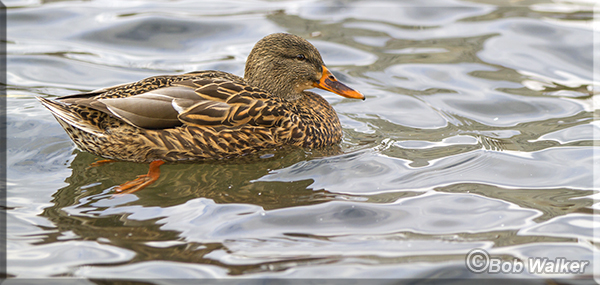 A Mallard Hen Just Enjoying A Swim 