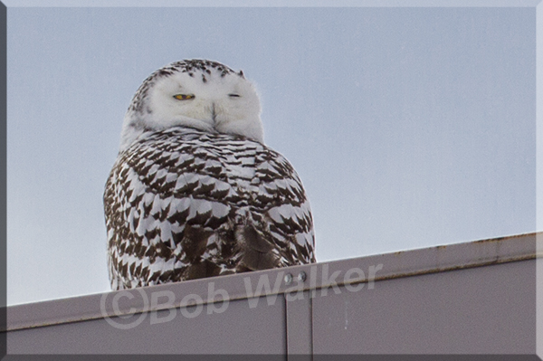 Snowy Keeping An Eye Open On Birders And Photographers Alike