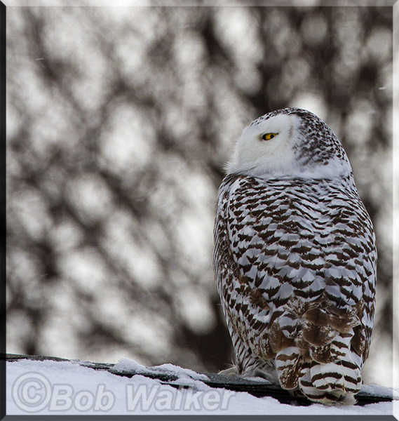 Snowy Keeping An Eye Open On Her Surroundings