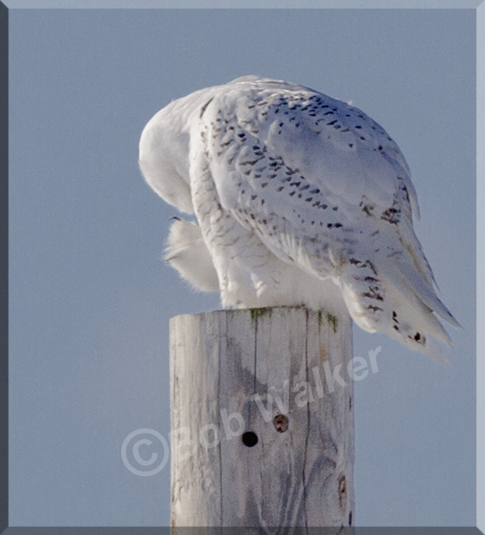 A Little Preening Never Hurts 