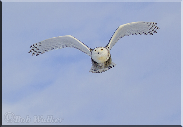 A Snowy Flies Over The Parking Lot Im In
