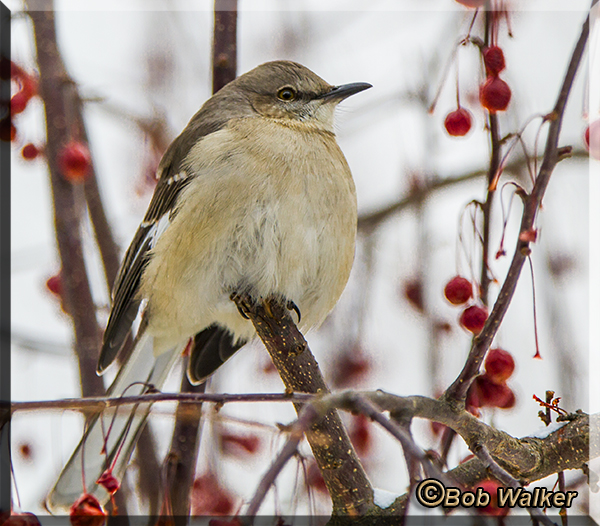 The Northern Mockingbird (Mimus polyglottos)