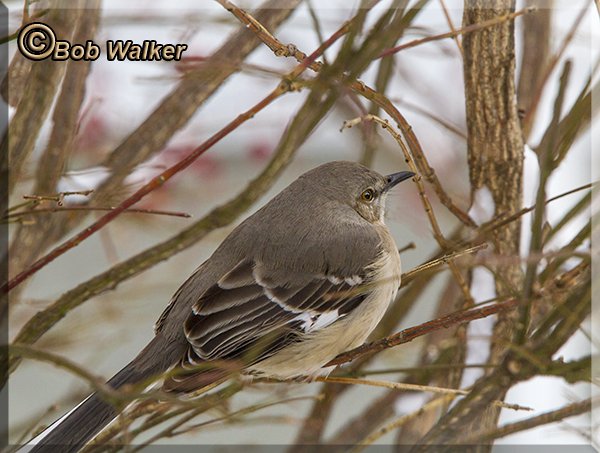 Northern Mocking Bird Ever Alert