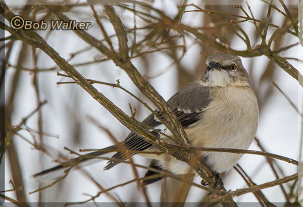 A Northern Mockingbird Just Checking Things Out