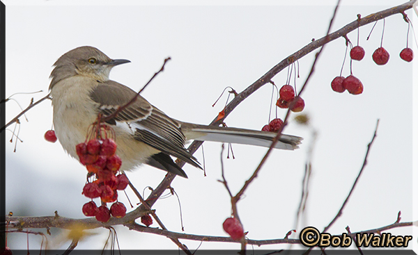 Northern Mockingbird Just Looking Around