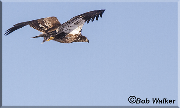 This Immature Eagle At The Creek Walk Is One Of Many People Come To See