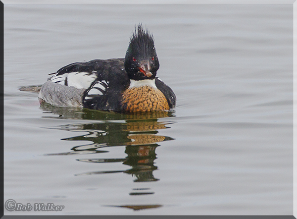 Red-breasted Merganser (Mergus serrator)