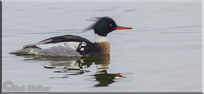 Red-breasted Merganser Doing Its Thing