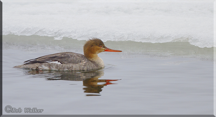 Red-breasted Merganser At Ices Edge