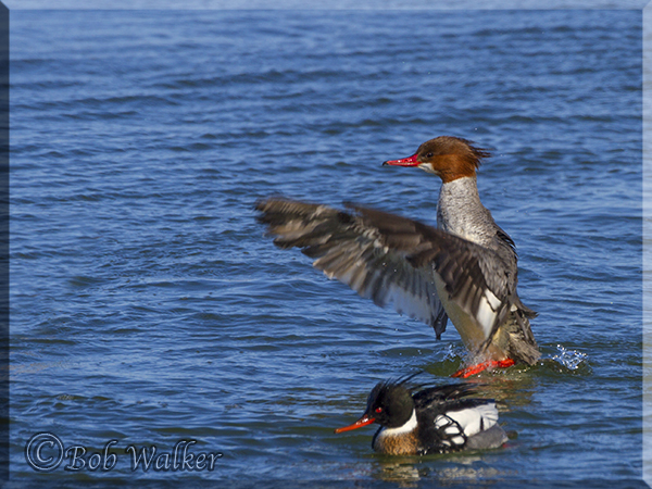 Female Red-breasted Merganser Standing And Fanning 