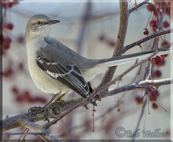 A Very Territorial Bird 