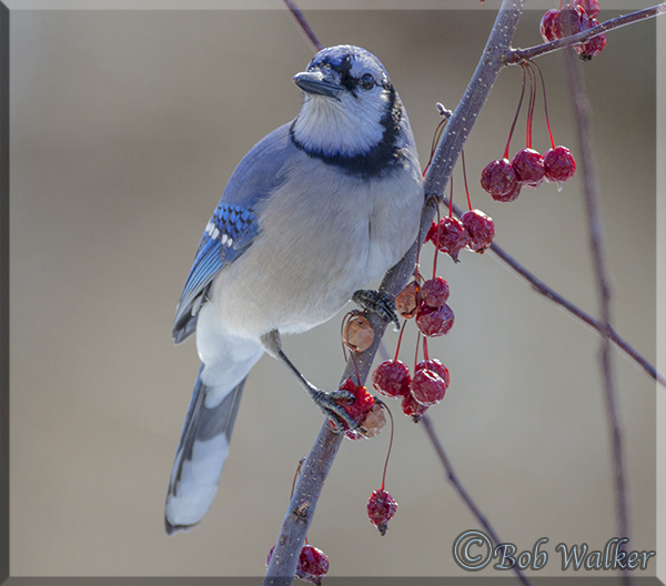 Blue Jay Ever Alert