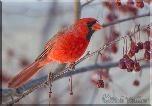 Male Northern Cardinal Paying Us A Visit