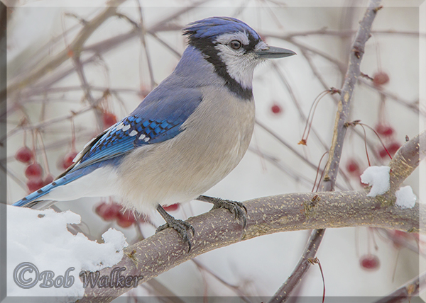 The Blue Jay Endures Another Winter