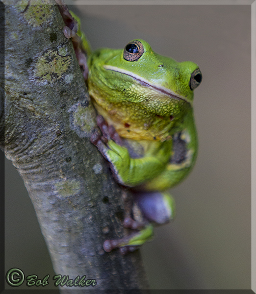Green Treefrog (Hyla cinerea)