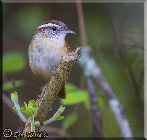 Carolina Wren Looks ON