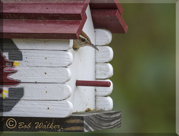 A Carolina Wren With A Home 