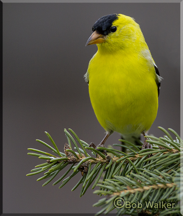 Spring Migration In Full Swing