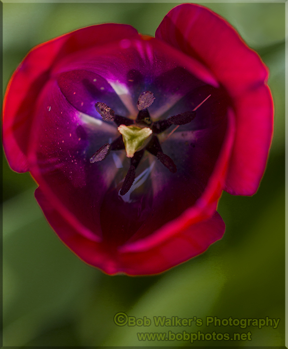 Red Tulip One Sign Of Spring 