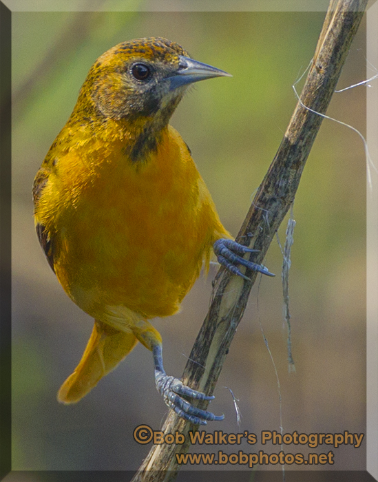 A Female Baltimore Oriole Collecting Nesting Material 