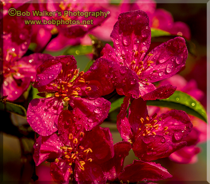 Crabapple Blossoms Up Close