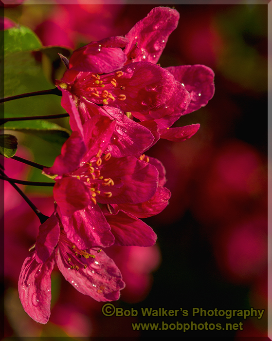 Crabapple Bossoms Just A Different View