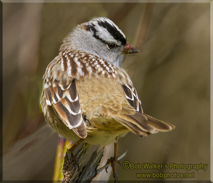 White -crowned Sparrow  At Sunset Park.