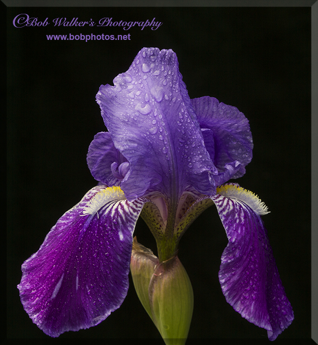 Backyard Iris After A Long Awaited Spring