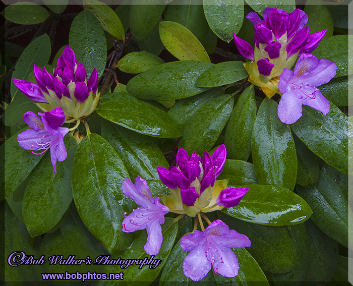 Rhododendrons In A Cluster