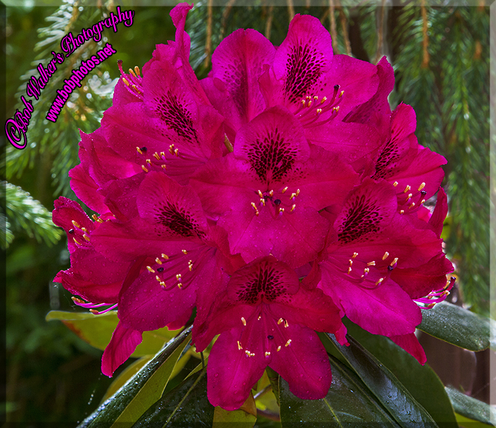 Rhododendron Splender