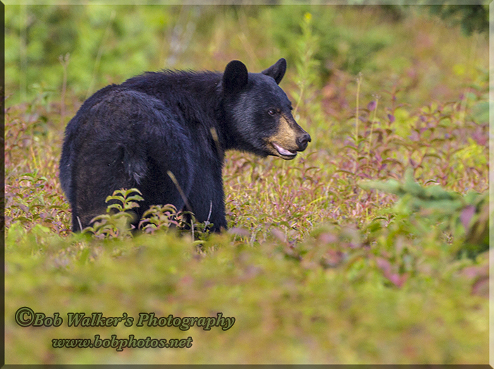 The Black Bear Looks Around 