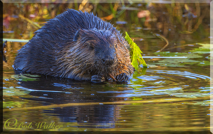 The Beaver Population Continues To Grow