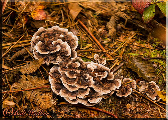 Mushrooms  