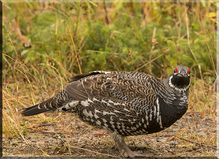 Male Spruce Grouse Walking Along Opeongo Road In Park