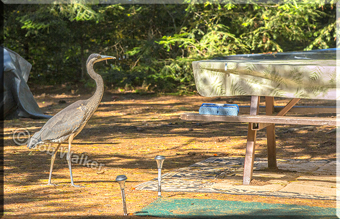 Campsites Have Many Offerings And One Unusual One The Blue Heron Is Looking For