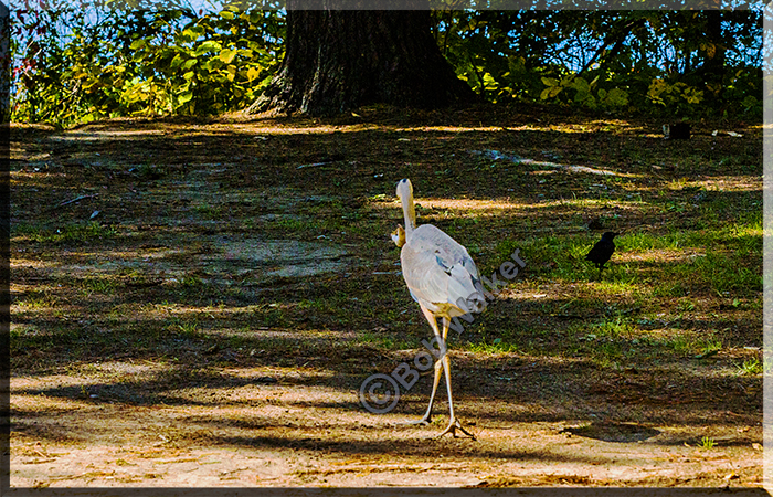The Blue Heron Takes Its Prey To The Waters Edge To Drown It Then Eat It.
