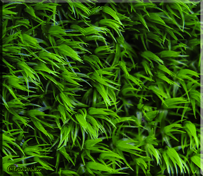 Patterns In Nature 