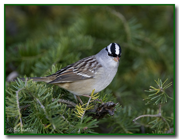 The White Crowned Perched In The Pines 