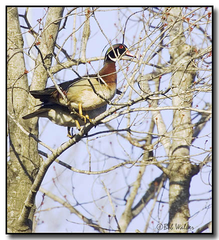 Woodies In Trees