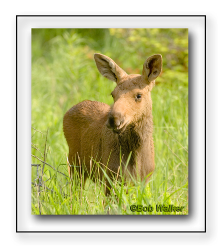 The Young Golden Moose Calf