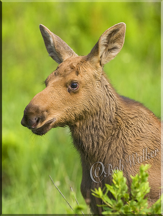 Portrait Of A Golden Calf