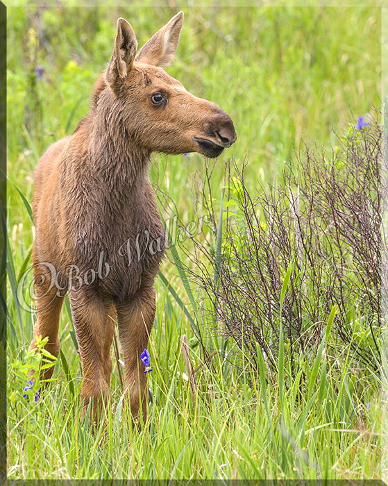 Spring Moose Calf 2 For Web.jpg
