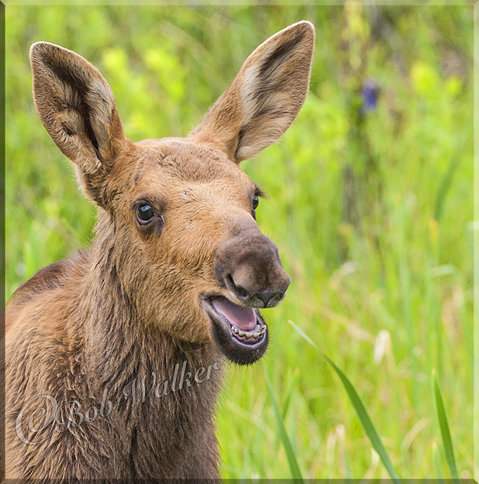 The Golden Moose Calf Calls Out For Its Mother 