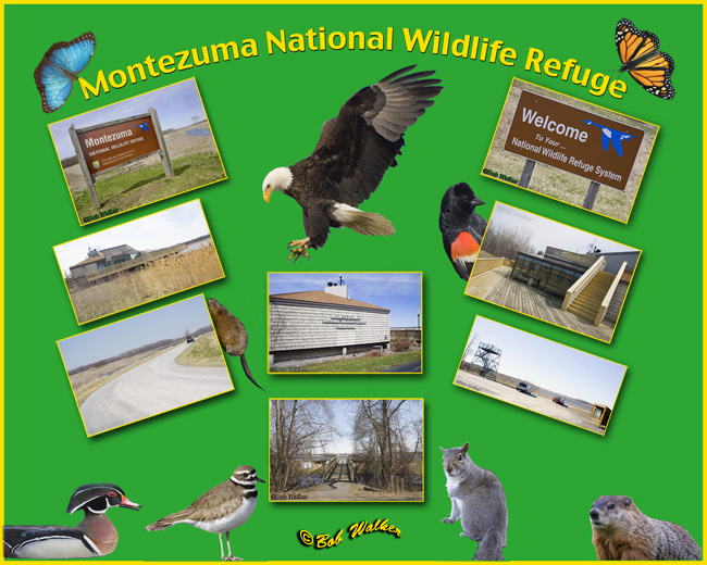 The National Montezuma Wildlife Refuge & Wetland Complex